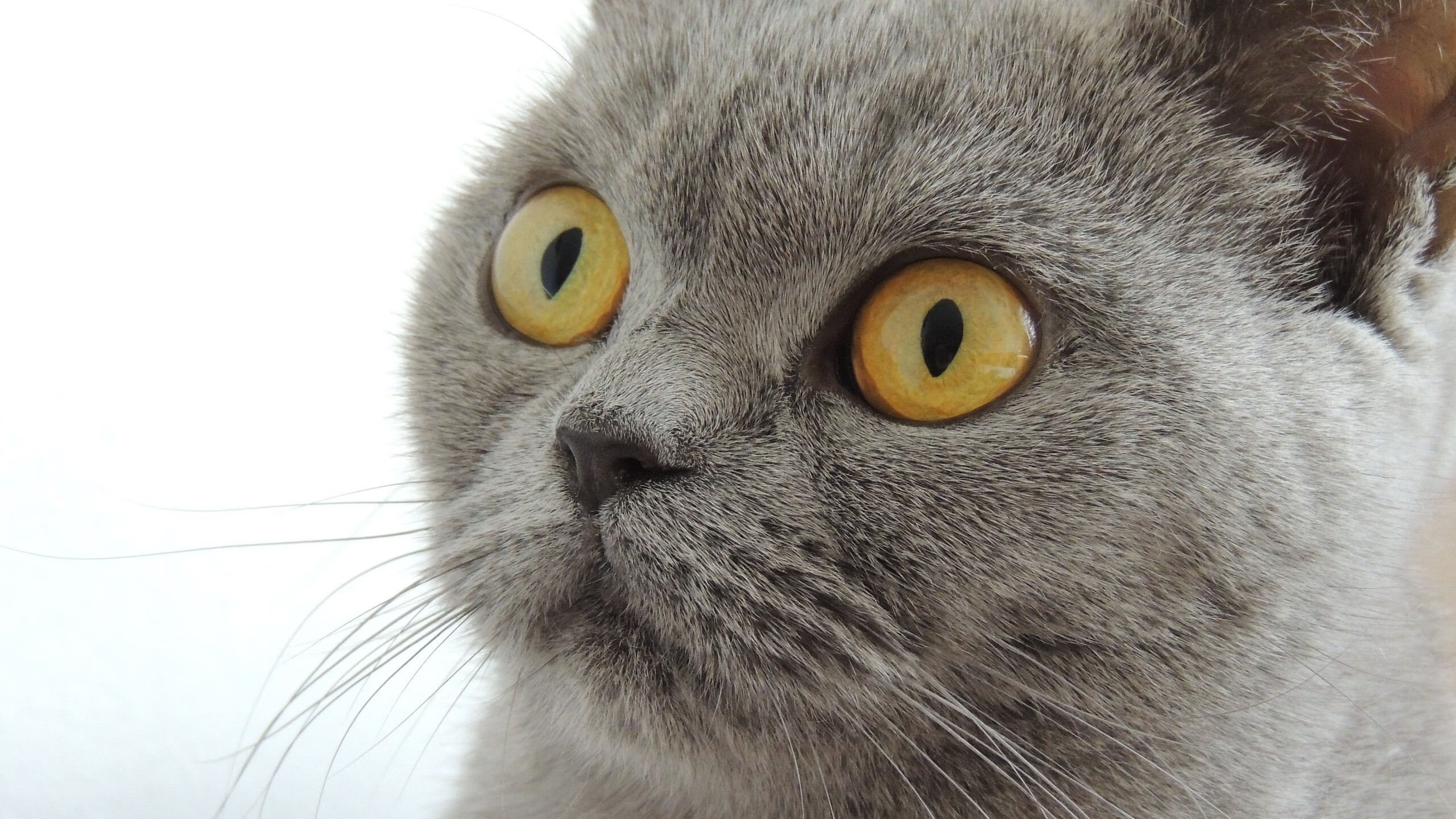 冰与火之歌，韩国苦战映衬戴资颖的绝对统治