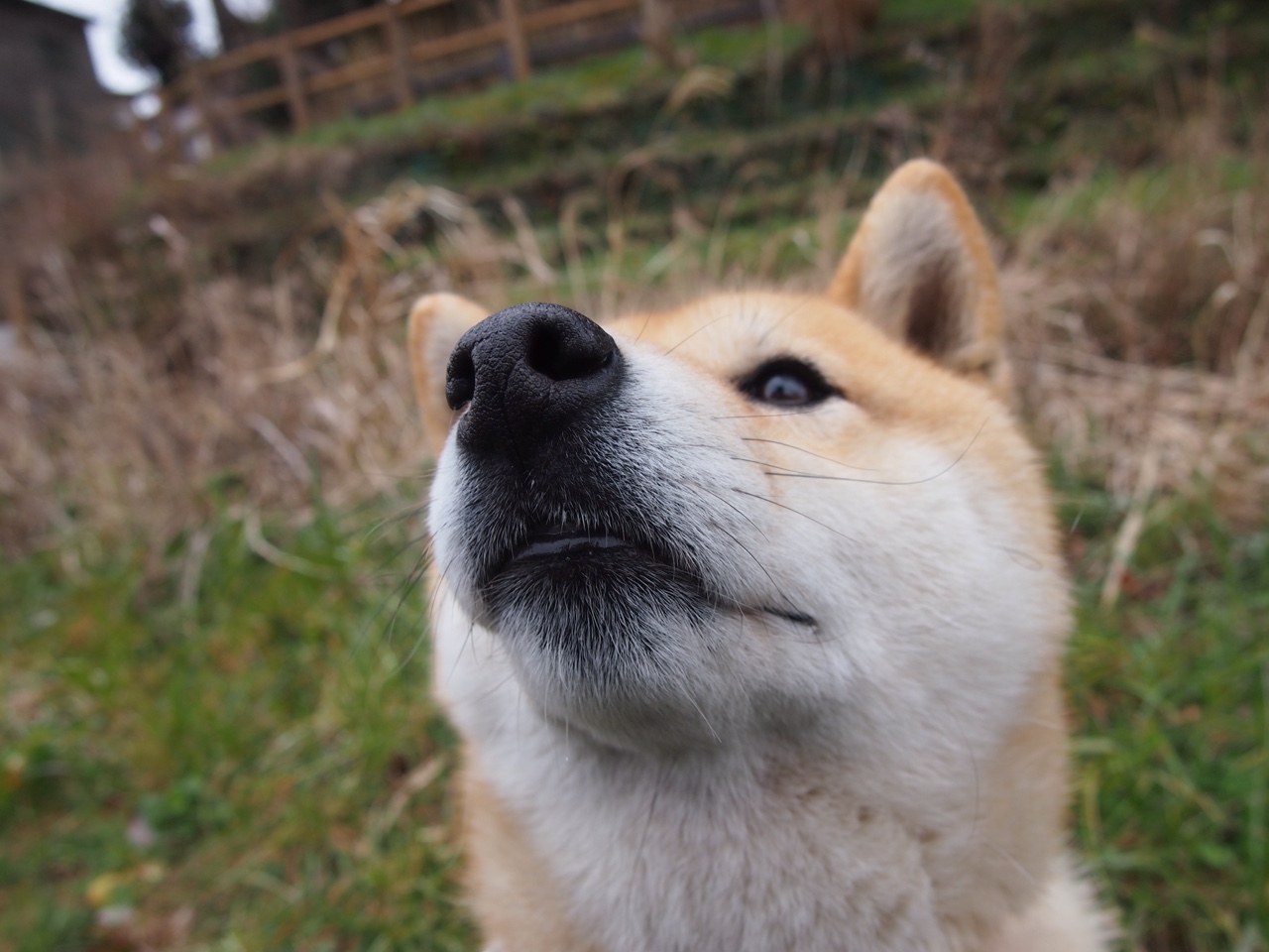 新王当立，皮亚斯特里率迈凯伦技术碾压，终结梅赛德斯银色王朝