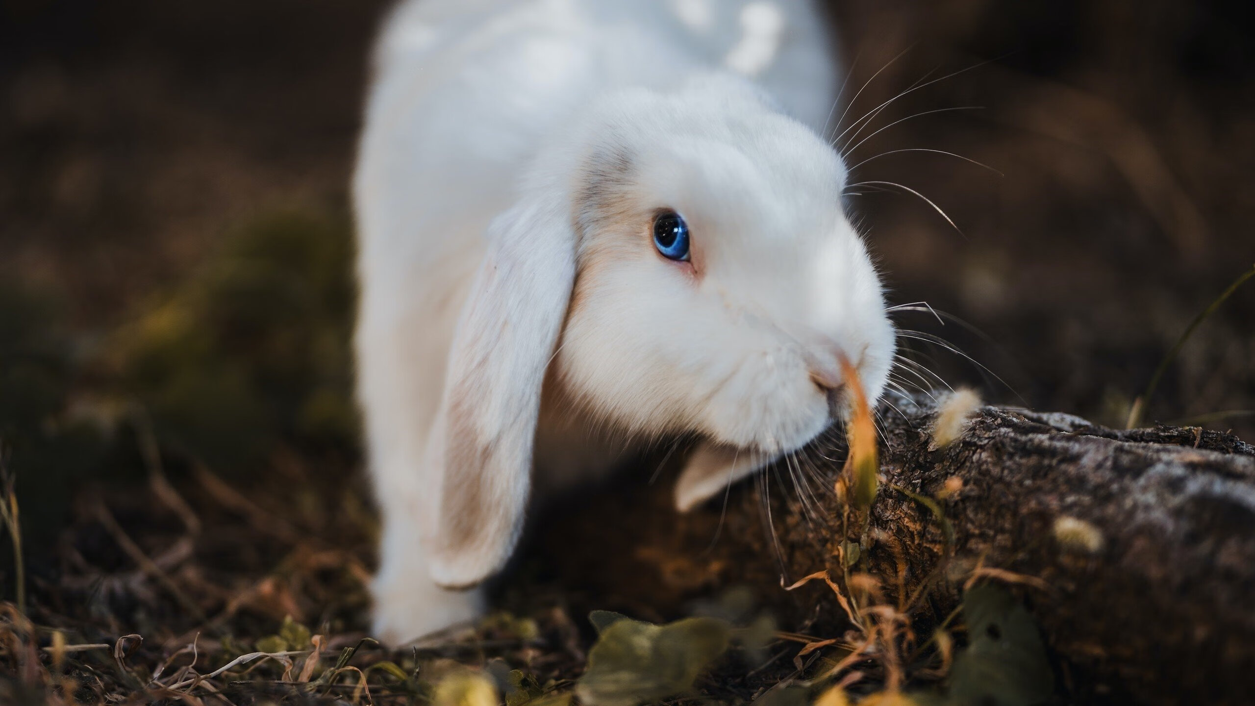 淘汰赛基因，刻在骨子里的库里式统治与辽宁式过关