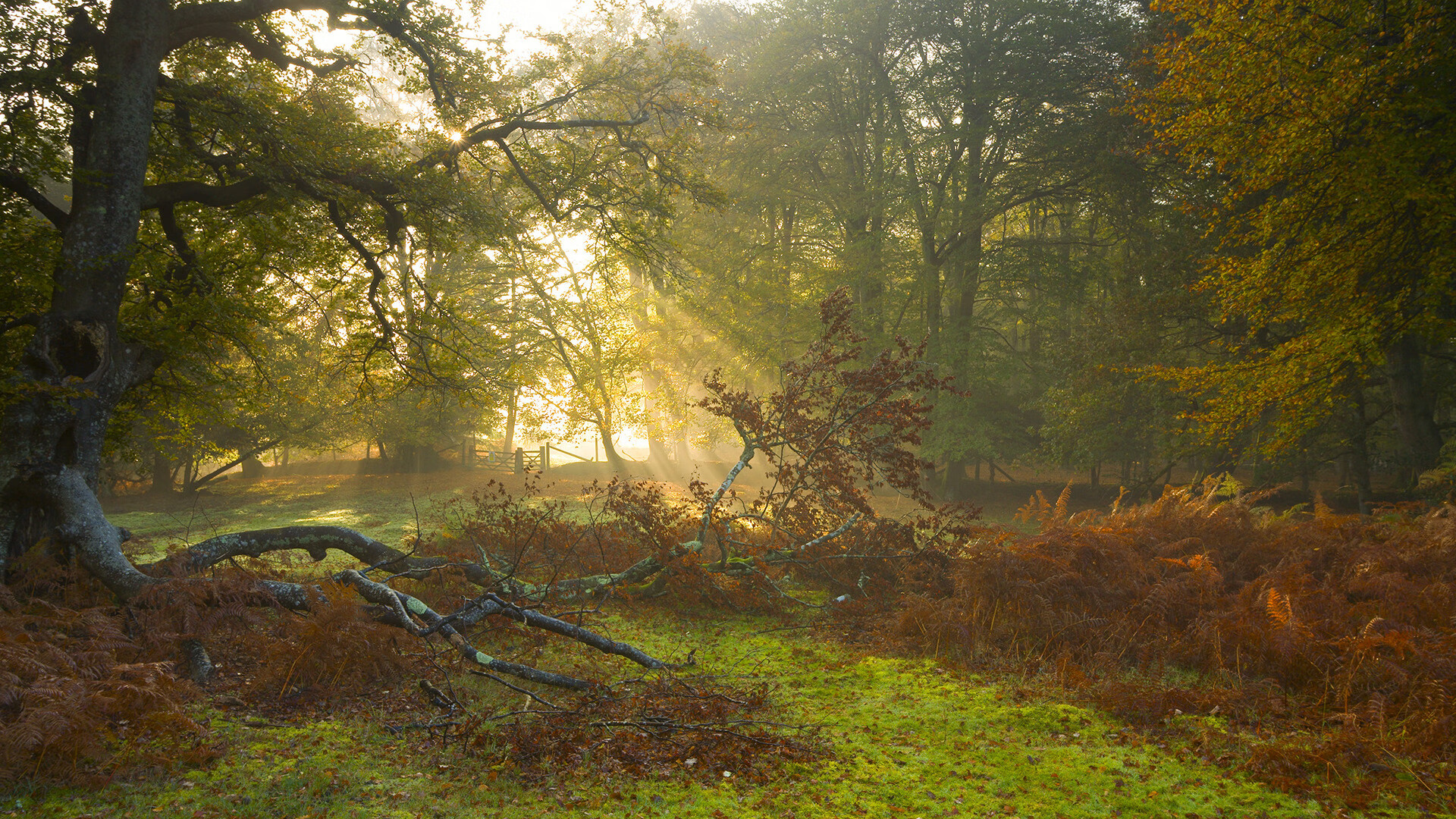 爱游戏下载-交响乐与独奏，当凯尔特人的狂想曲遇上保罗的绝对音准