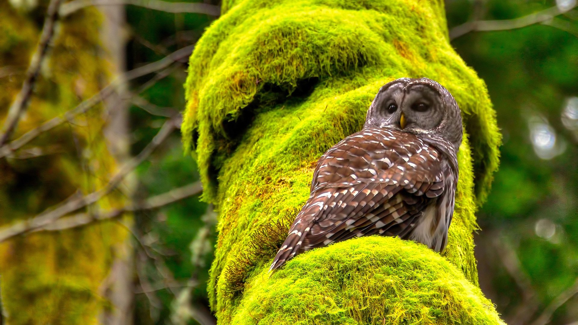 利剑与盾之歌，骑士横扫山西队，拉梅洛关键进球定乾坤
