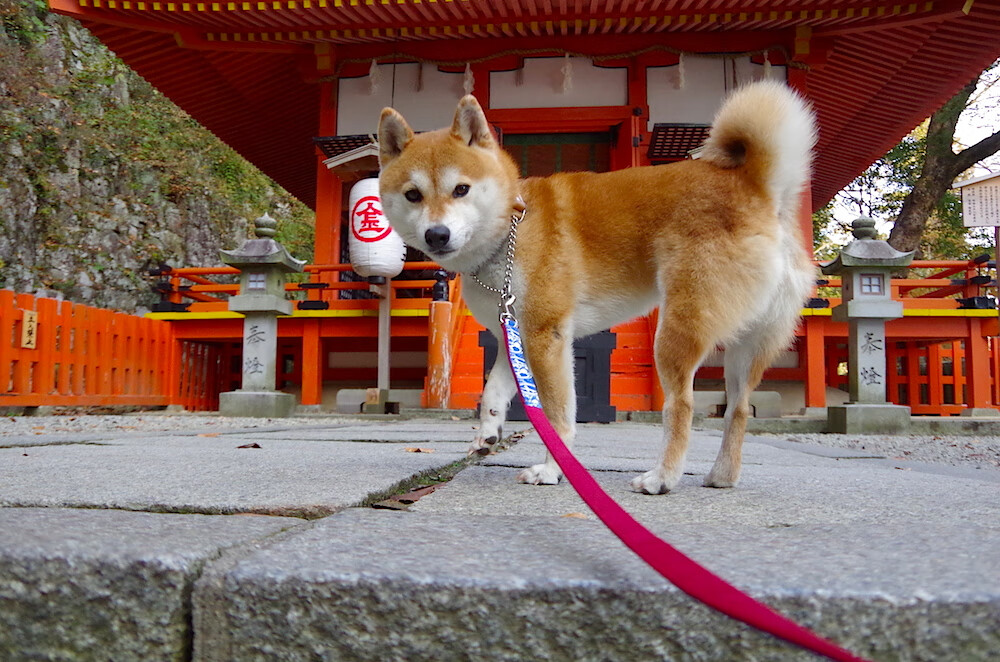 爱游戏-被高估的王者，被低估的胜利，当利拉德照亮败局，凯尔特人沉默晋级