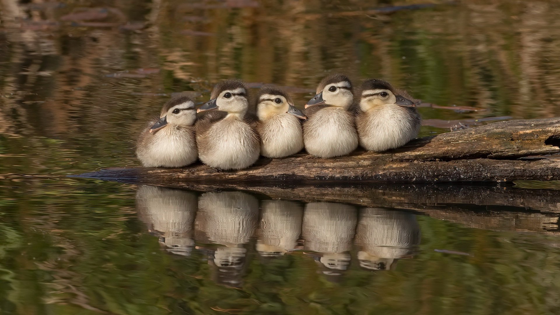 爱游戏入口-风城之怒，公牛铁蹄踏碎京狮野望，破晓之战捍卫联盟旧秩序