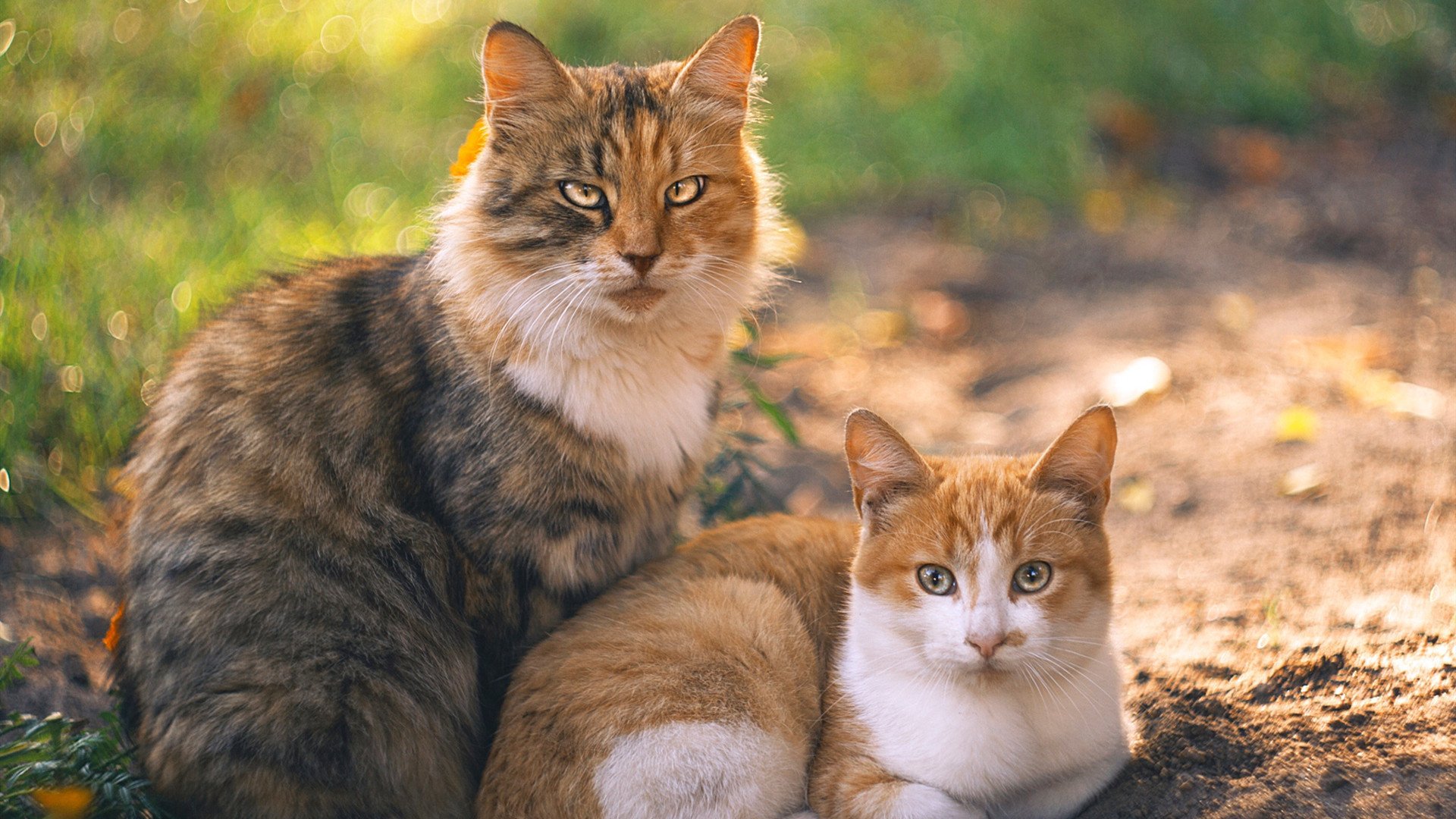 意甲焦点战的战术回声，土耳其如何以粉碎之势颠覆比利时足球