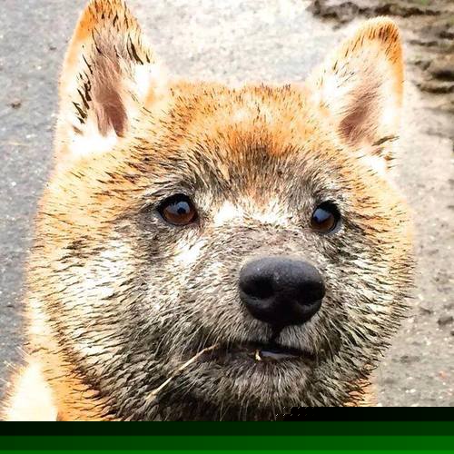 荣耀独行侠与末路军团，马克西里程碑之夜被黄蜂绝杀染上悲情