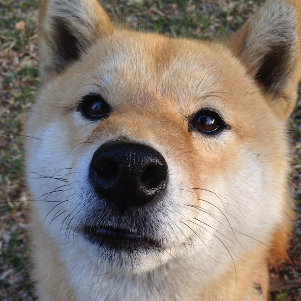 詹姆斯爆发一打五，猛龙却用无詹姆斯战术强势拿下绿军