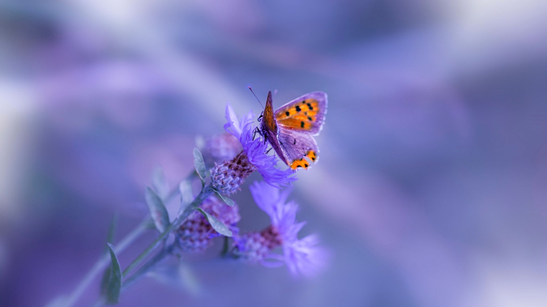 昨夜双城记，药厂绝杀登顶与猛龙加时逆袭，逆转史诗照亮体育永恒之光