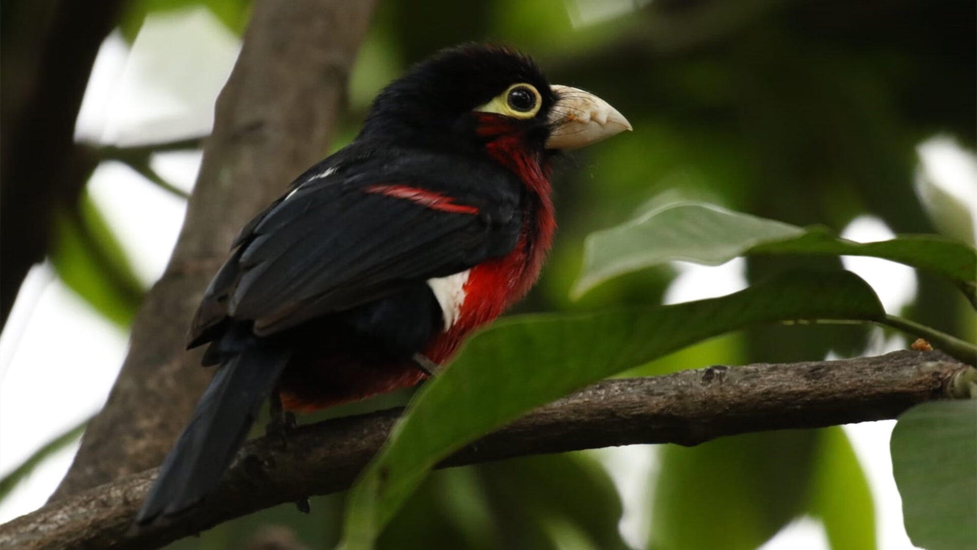 冰与火之歌，拉梅洛的孤星璀璨与辽宁队的铁血洪流