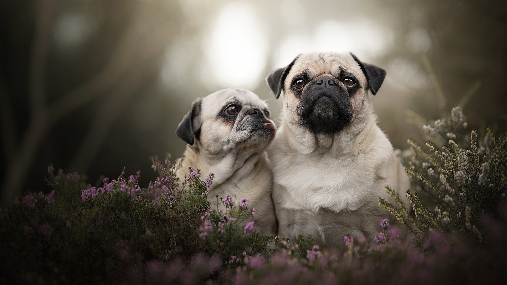 篮球场上上演欧冠淘汰赛，当哈登式接管在雷霆掀翻鹈鹕的夜晚降临