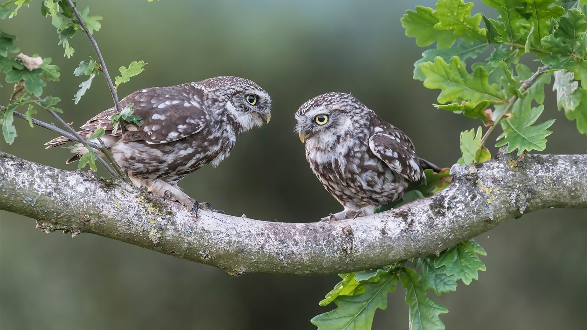 唯一性的交织，从乌克兰带走伊拉克到阿坎吉末节接管比赛