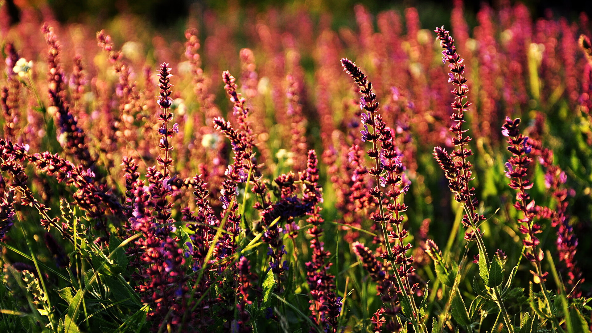 全面爆发！英格拉姆率广厦力克NBA劲旅老鹰