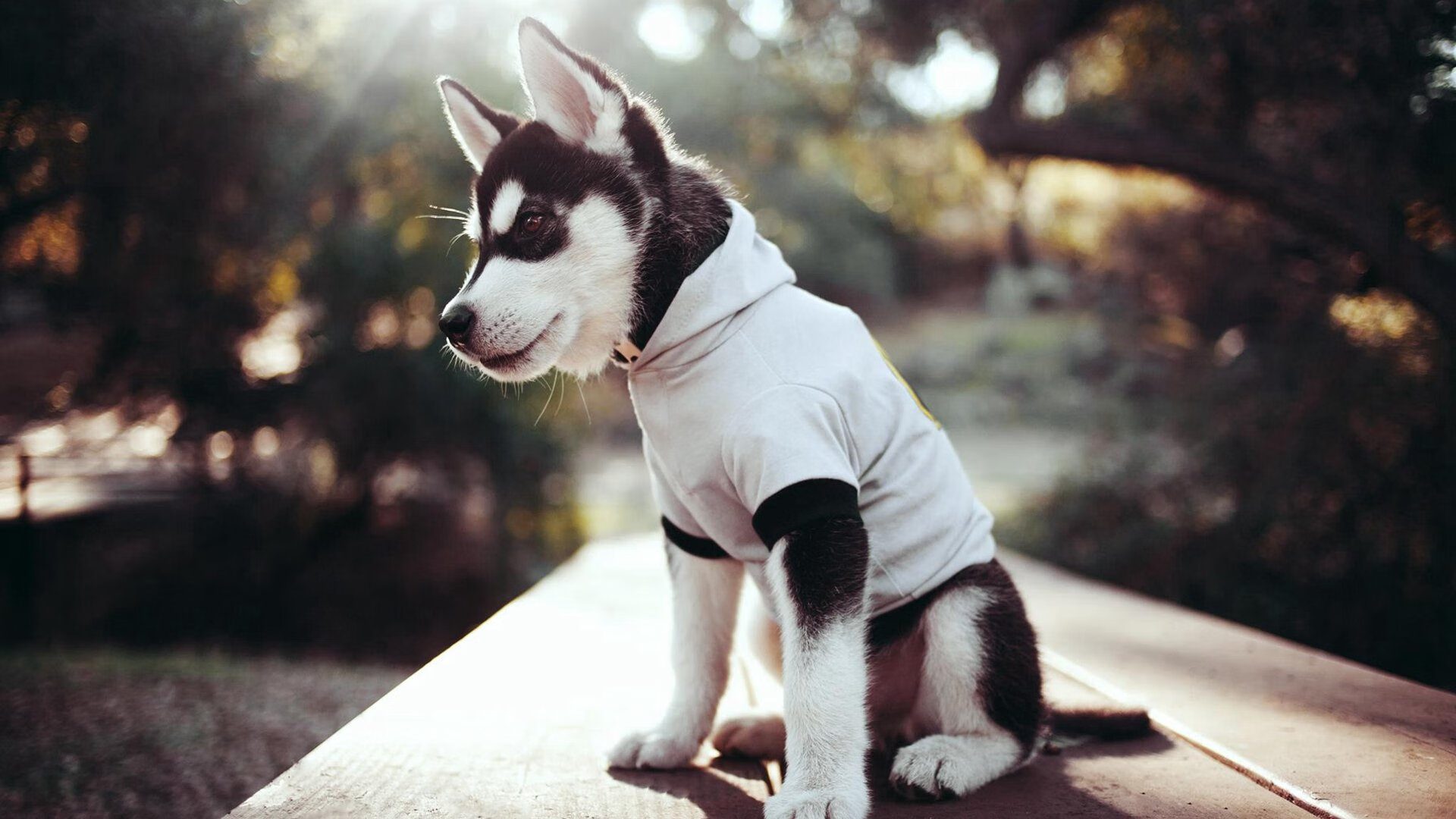 爱游戏官方入口-当一个篮球灵魂闯入足球圣殿，2026世界杯之夜，库里如何点亮了另一个世界的星空