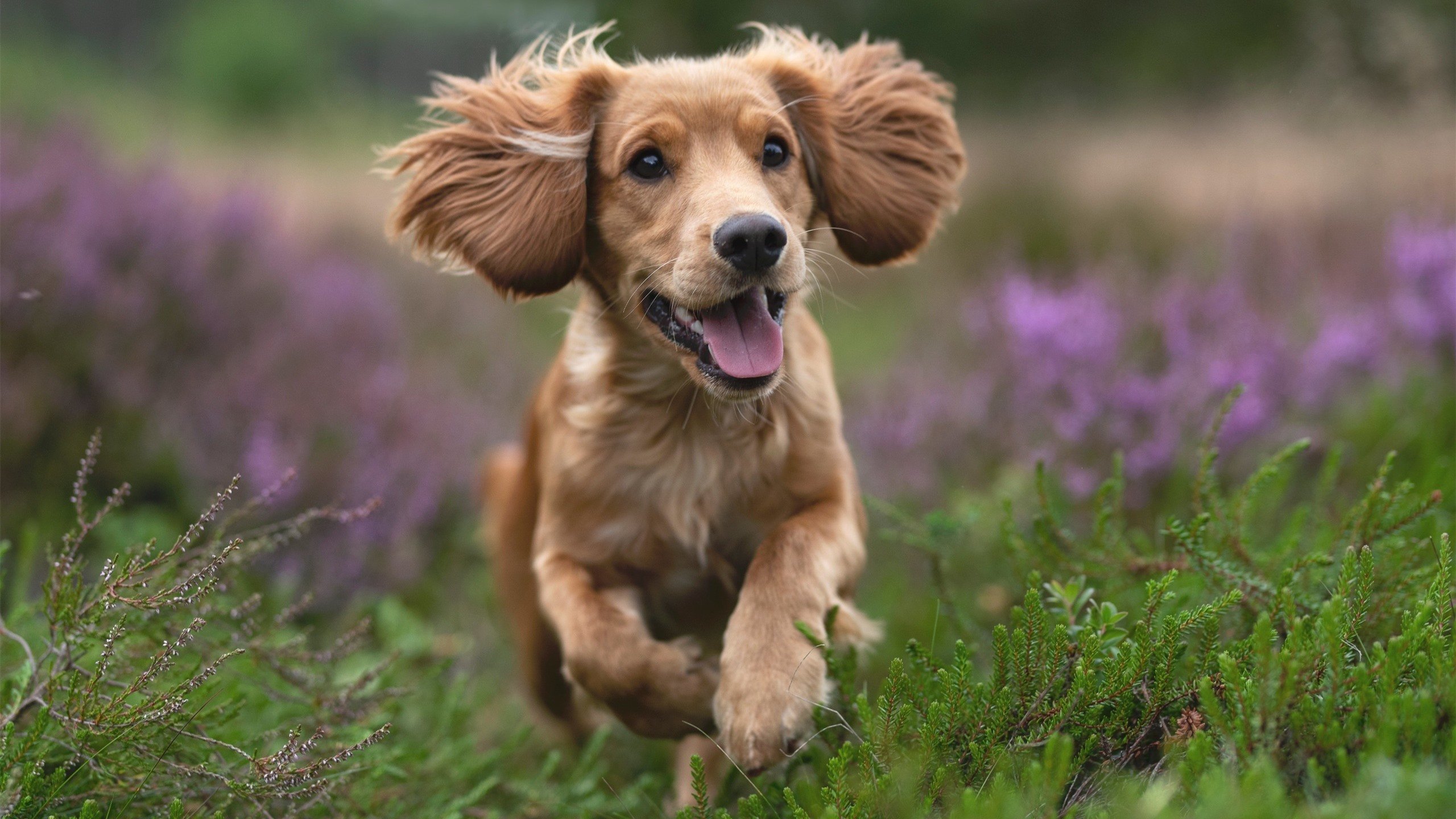 天蓝风暴席卷马德里，白色闪电劈碎钢铁防线