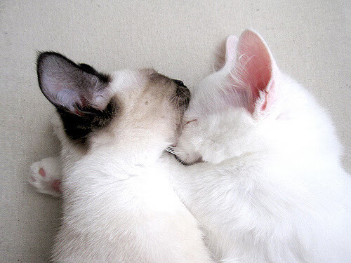 狼王撕碎鹈鹕，乔治闪耀德比，跨越领域的竞技交响曲