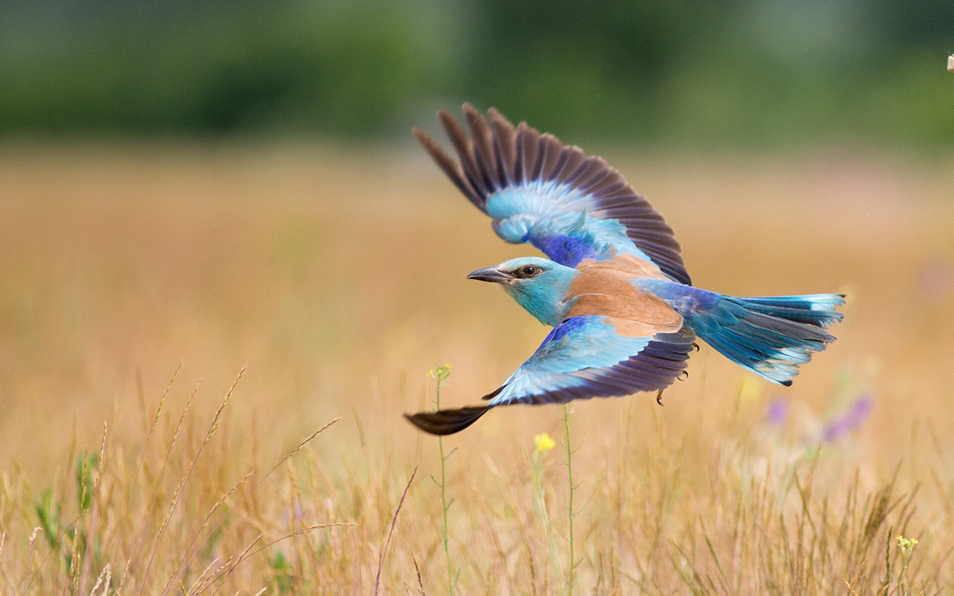 绿茵场上的火箭式狂飙，德甲争冠焦点战如雷霆般震撼，胜者狂胜定乾坤