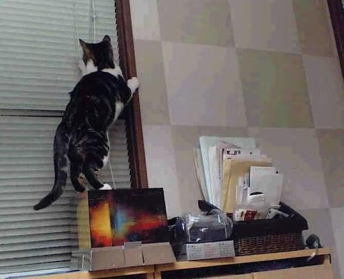 爱游戏-东决烽火照进北境，挪威的关键战如何将足球热浪推向尼斯海岸