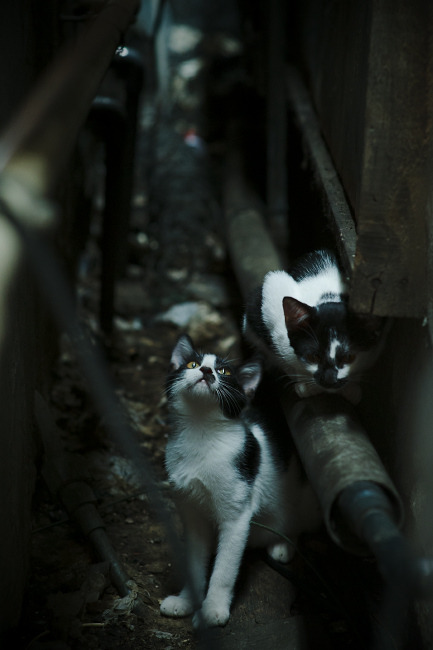 爱游戏官方-防守悍将的致命一击，戈贝尔关键时刻罚球定乾坤