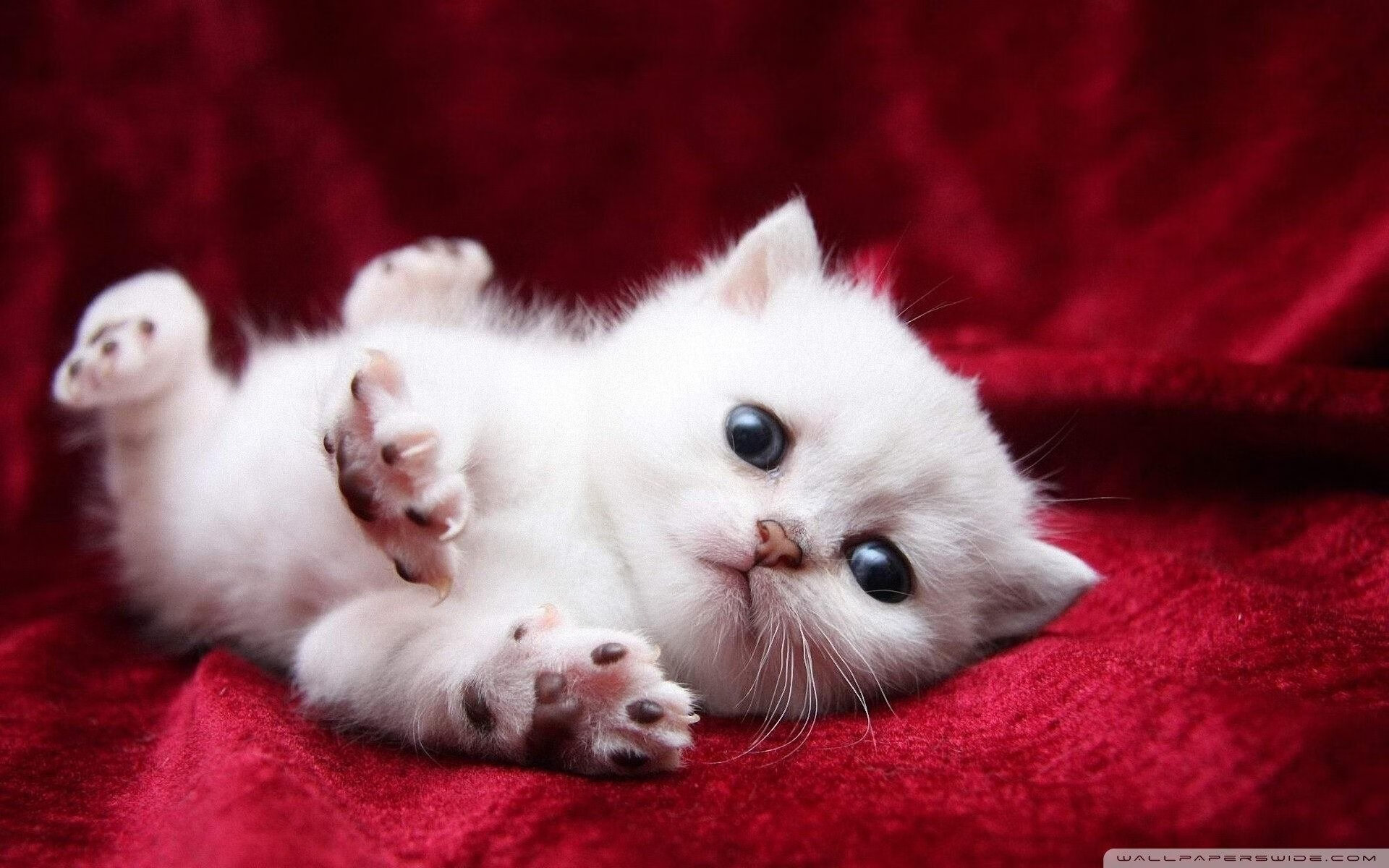 爱游戏官方-唯一站出来的人，莫兰特一锤定音，爵士提前终结独行侠悬念