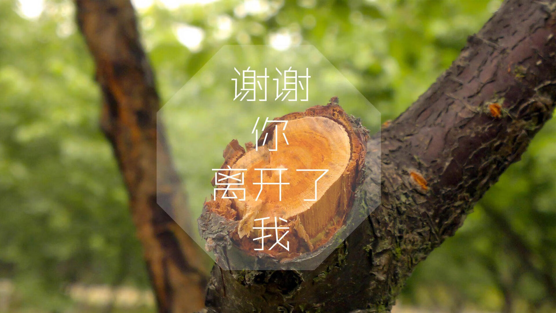 贝林厄姆一剑封喉,波兰防守反击险胜伊朗—2026世界杯B组生死战纪实